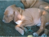 emma-puppy-sleeping-in-dirt