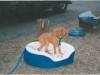 puppy-camping-bed