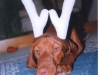 reindeer-antlers-rug